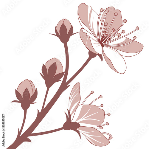 Graceful cherry blossom branch with closed buds isolated on, evoking a sense of anticipation for the arrival of spring and new beginnings