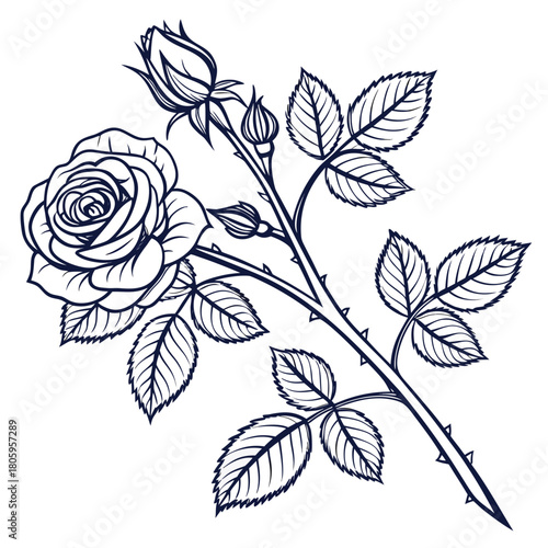 A detailed rose branch illustration with a blooming flower and buds, showcasing its thorns and leaves, isolated on, perfect for design