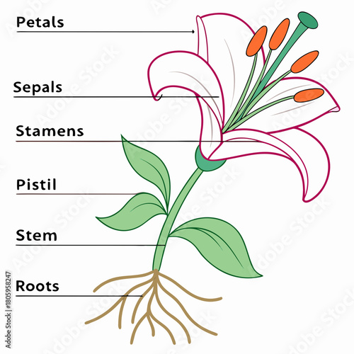 Illustration of a lily flower with its parts labeled, including petals, sepals, stamens, pistil, stem, and roots isolated on