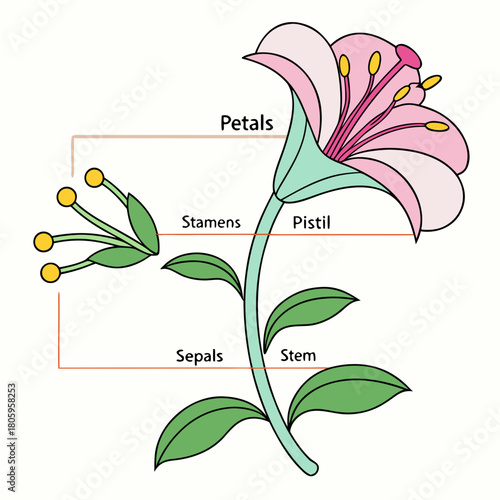 Diagram of a flower isolated on, showing the petals, stamens, pistil, sepals, and stem, for educational and botanical purposes