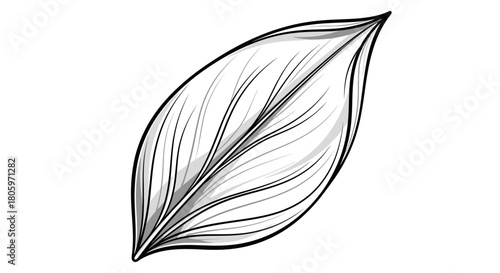 Detailed Line Art of a Single Leaf.