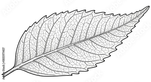 Detailed Black and White Illustration of a Serrated Leaf.