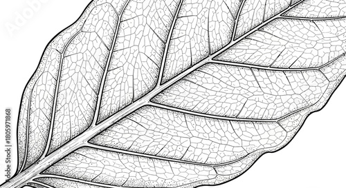 Detailed leaf sketch showcasing intricate veins and textures, nature study.