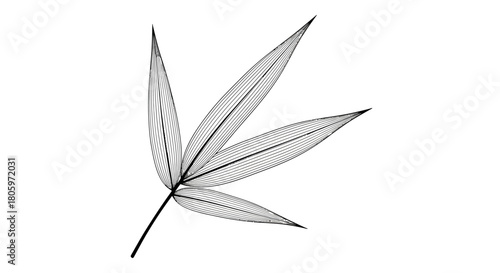 Delicate bamboo leaves illustration on white background.