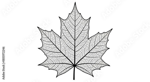 Detailed Black and White Maple Leaf Outline Illustration.