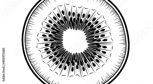 Detailed Black and White Engraving of a Kiwi Fruit Slice.