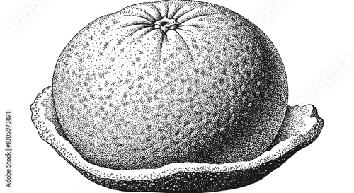 Vintage Illustration of a Pomelo Fruit with Peel.