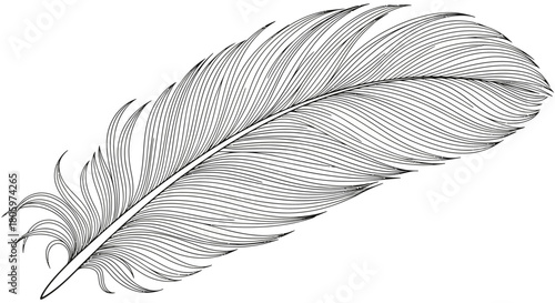 Detailed feather illustration, showcasing intricate lines and textures, artistic design.