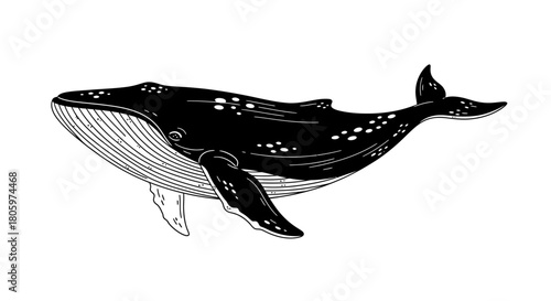 Detailed Humpback Whale Illustration on White Background.