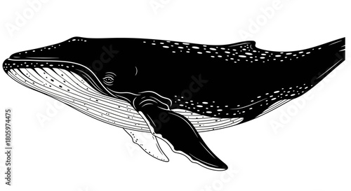 Black and white hand drawn illustration of a humpback whale.