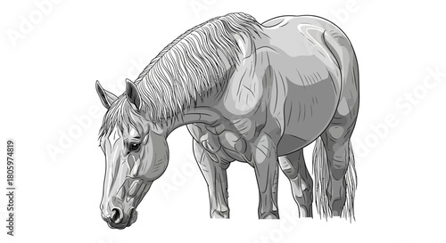 Detailed Sketch of a Horse Grazing in a Field.