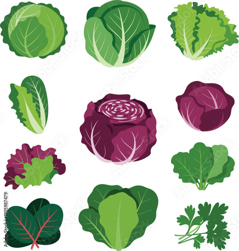 Colorful assorted cabbage and leafy vegetable collection illustration featuring green and red varieties for organic food, salad ingredients and healthy nutrition