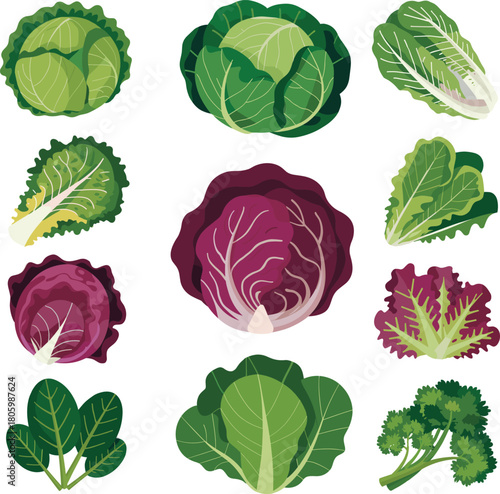 Colorful assorted cabbage and leafy vegetable collection illustration showing green, red and mixed varieties for healthy food, nutrition and organic produce