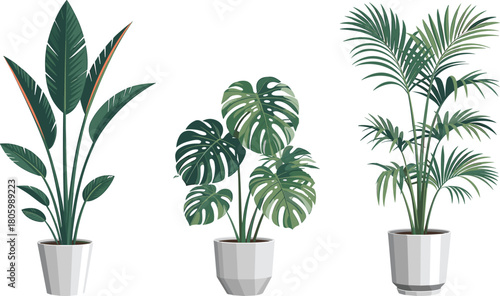 Modern indoor plant illustration set featuring bird of paradise, monstera and palm in stylish ceramic pots for home decor and design