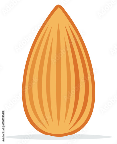 Isolated almond illustration on white for food ingredient or healthy snack concept