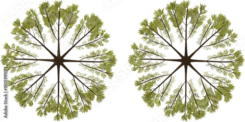 Top view illustration of leafy green trees, circular foliage pattern, natural landscape element, botanical design for maps, architecture, gardening and outdoor planning visuals