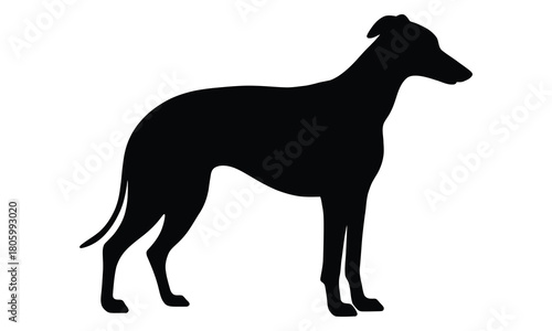 Elegant greyhound dog silhouette standing profile