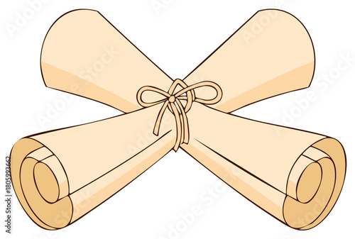 Two crossed antique parchment scrolls tied with a string bow, old document or diploma vector illustration