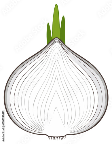 Fresh white onion bulb cross section with green shoots healthy cooking vegetable ingredient