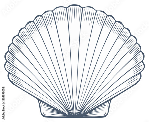 Elegant detailed scallop seashell illustration with classic engraved line art style