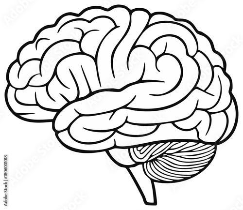 Stylized line drawing of a human brain, displaying distinct lobes and cerebellum