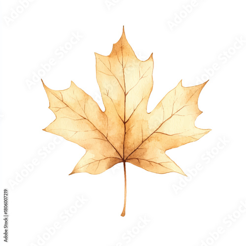Wallpaper Mural Hand painted watercolor illustration of a single autumn maple leaf. Torontodigital.ca