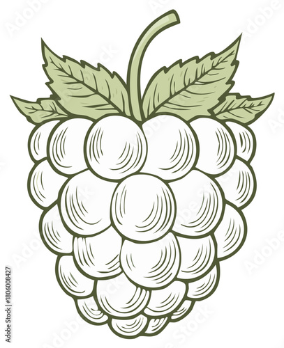 Stylized Illustration of a Raspberry with Leaves and Detailed Texture Lines A Sweet Fruit Concept