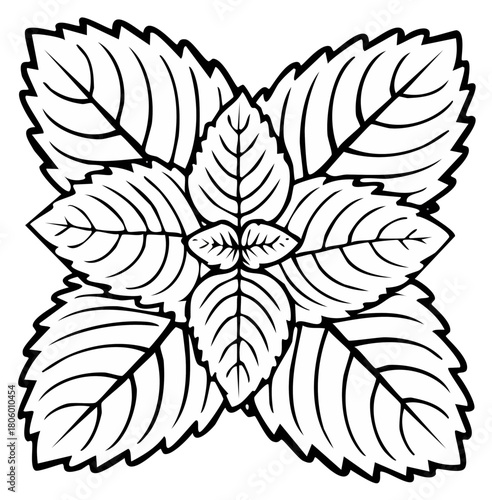 Stylized line art illustration of a mint plant with multiple leaves arranged symmetrically.