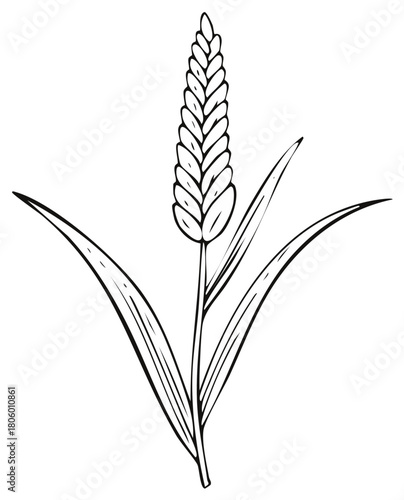 Hand drawn illustration of a single wheat ear. Cereal plant sketch in black and white line art.