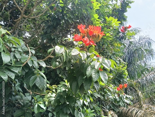 African Tulip flowers, Rugtoora, Akash Shevga or Spathodea campanulataflowers and   trees  close up