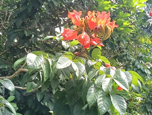 African Tulip flowers, Rugtoora, Akash Shevga or Spathodea campanulataflowers and   trees  close up