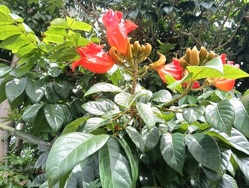 African Tulip flowers, Rugtoora, Akash Shevga or Spathodea campanulataflowers and   trees  close up
