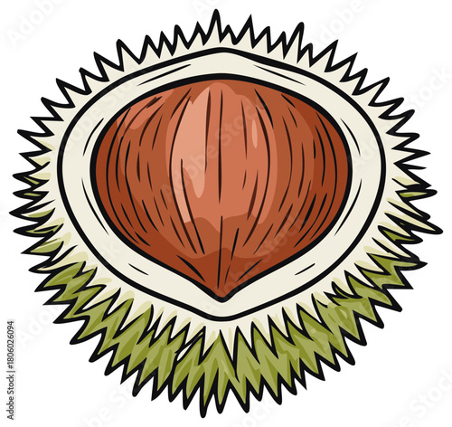 Illustration of an open spiky chestnut showing the brown nut inside with its characteristic stripes
