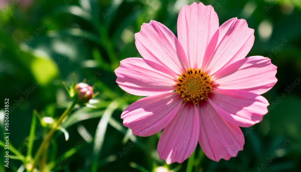 Obraz premium Vibrant pink cosmos flower bathed in soft sunlight, showcasing delicate petal texture against lush green bokeh background, perfect for spring or summer themes.
