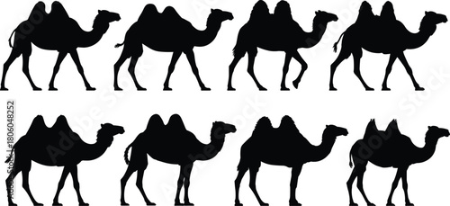 Bactrian camel silhouettes, desert wildlife illustration, walking camel poses, animal shadows, vector camel art, nomadic transport, nature-themed camel graphics