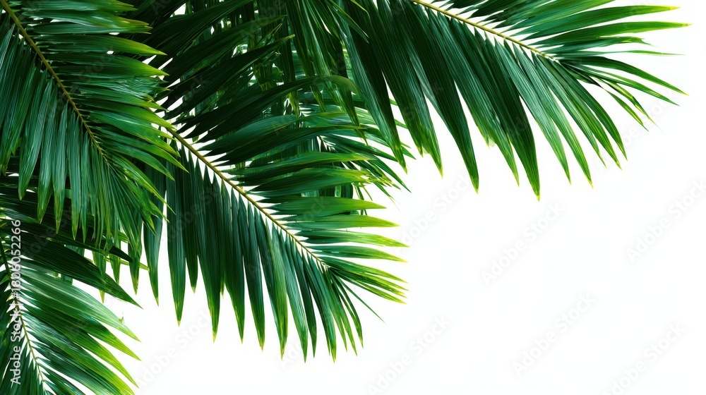 Fototapeta premium Fresh, vibrant palm leaves extend outward, capturing the essence of a tropical setting. The bright green foliage stands out against the clean white background, evoking a serene atmosphere.