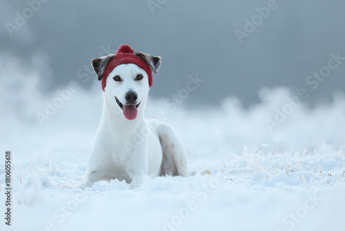 cheerful dog wearing christmas hat adorned with holographic bow sitting in snowy landscape