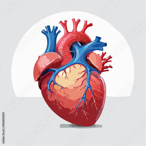 Detailed Human Heart Vector Illustration