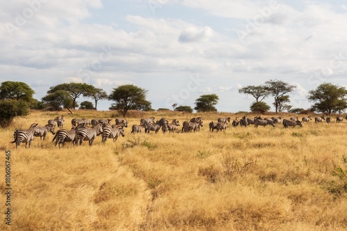 Photography Massive Zebra Herd Moving Through Golden African Grass