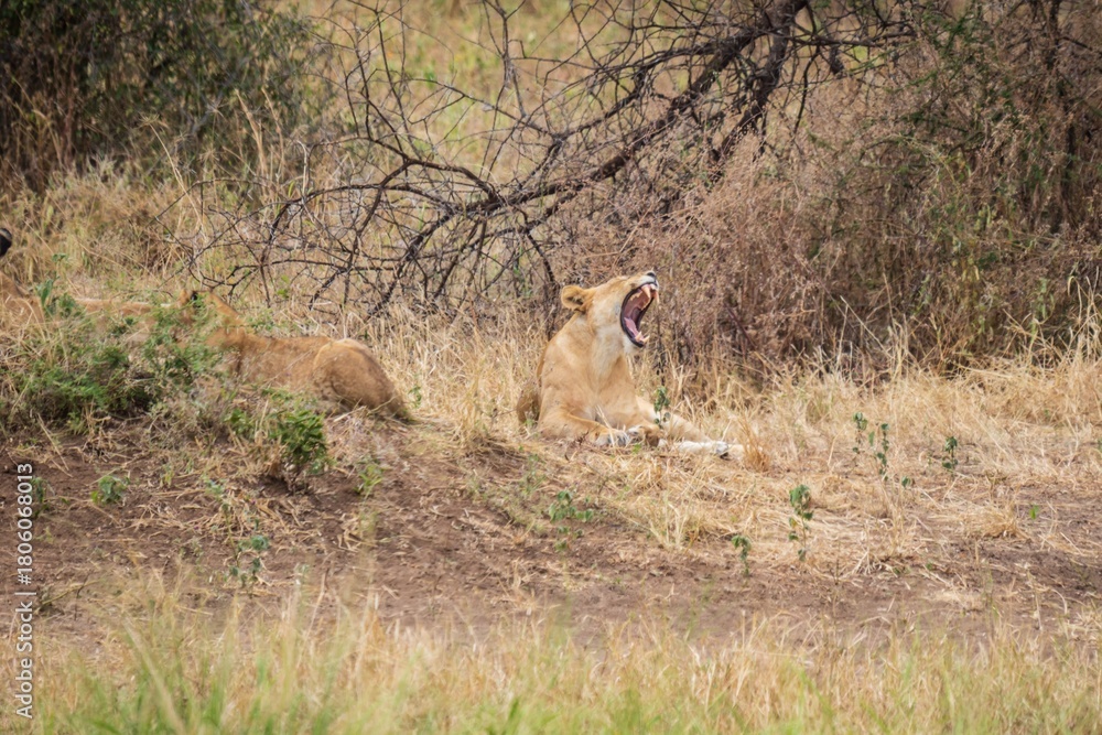 Obraz premium Lioness Yawns Wide Next to Her Cub in Dry Grass