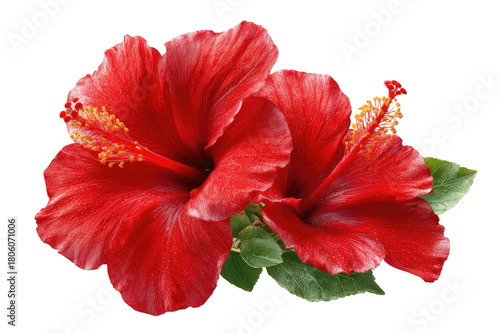 Two vibrant red hibiscus flowers with green leaves, isolated on a black background