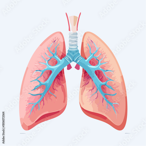 Vector Illustration of Human Lungs and Trachea