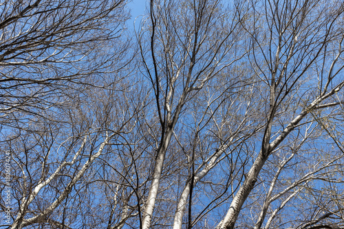 Low-angle view of leafless aspen trees against a bright blue winter sky