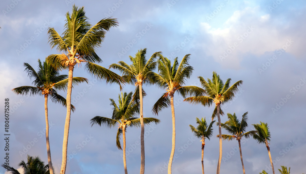 Obraz premium Rows of coconut palm trees sway beneath a blue, cloud filled sky
