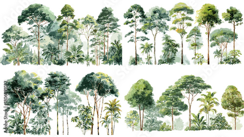Watercolor illustration of a forest tree line with lush green foliage. Tall trees and layered vegetation create a serene natural landscape for botanical and outdoor themed designs.