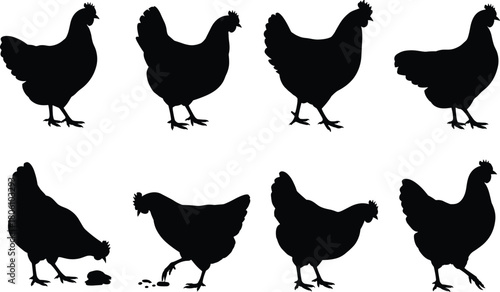 Chicken silhouette set, poultry vector icons, farm animal poses, black chicken shapes, walking pecking standing, livestock clipart bundle
