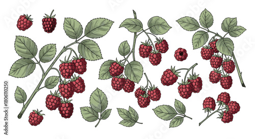 Detailed vintage botanical illustration of ripe red raspberries on leafy branches, perfect for natural and healthy food designs.