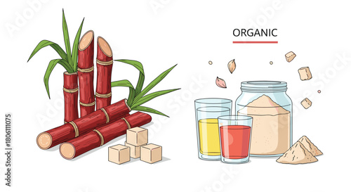 Natural organic sugarcane illustration with raw stalks, sugar cubes, granulated sugar, and fresh cane juice, highlighting sustainable products.