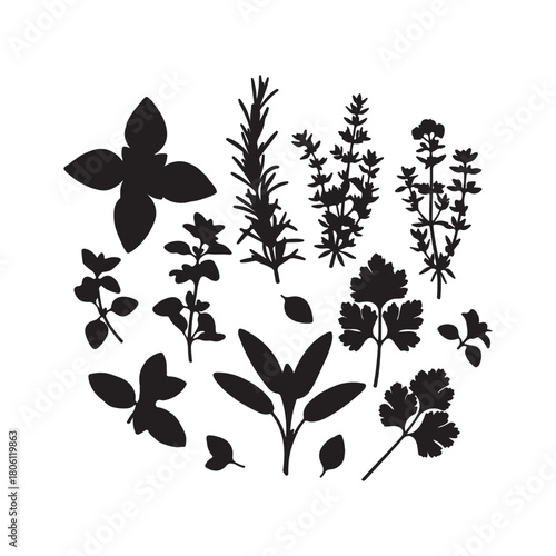 Collection of culinary herbs isolated on for cooking needs
