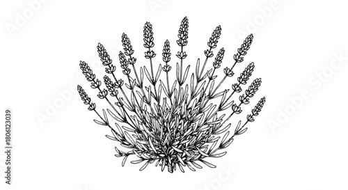Detailed Monochorme Lavender Bush Drawing